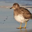 Surfbird